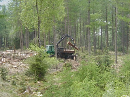 Forwarder in woods